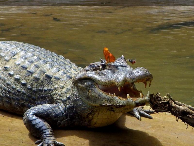 Сентиментальный крокодил